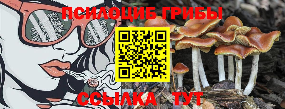Псилоцибиновые грибы Psilocybine cubensis Киселёвск